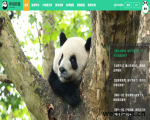 熊猫主题新媒体集群 - IPanda