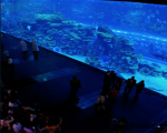 迪拜海洋水族馆 - DubaiAquarium
